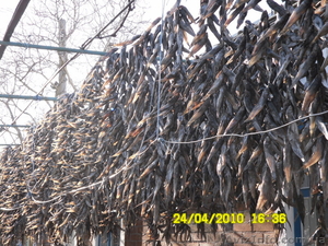 ВЯЛЕНЫЙ БЫЧОК АЗОВСКИЙ #185672