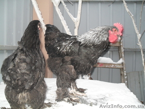  Кохинхина чорного #193020