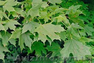 Продам саженцы дуба,  клена,  березы #209331