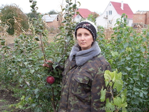 САЖЕНЦЫ И ДЕКОРАТИВНЫЕ РАСТЕНИЯ #187937