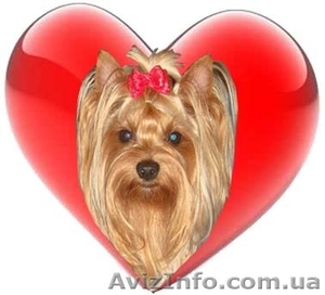 Приглашаем реализаторов щенков,  любителей собак #184357