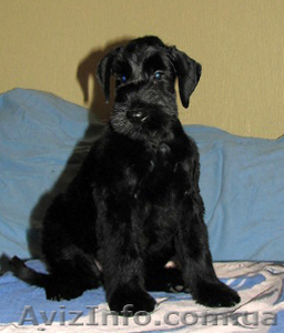 ризеншнауцер щенки #190599