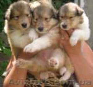 Колли щенки от 2500 грн. #215688