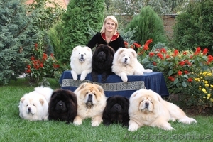 Щенков Чау-Чау питомник 