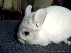 ШИНШИЛЛКИ!!!!!!!!!!!!!!!!!! #192154