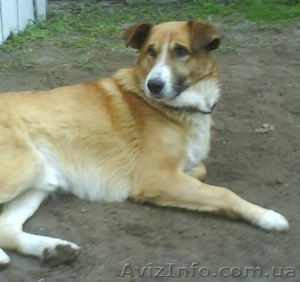 В хорошие руки пес для охраны вашего дома Киев #197369