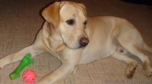 Дрессировка собак индивидуальная #208772