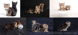 Скоттиш-фолд и скоттиш-страйт. Котята. Продам. #207719