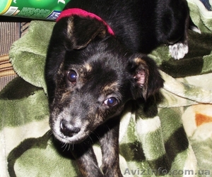 Щенок ищет хозяина.Отдам в хорошие руки!!! #186764