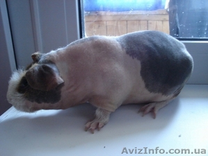 Продаются морские свинки #210359