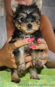 йоркширски терьеры! #188385