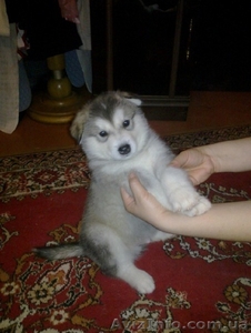 Продам щенков аляскинского маламута #209936