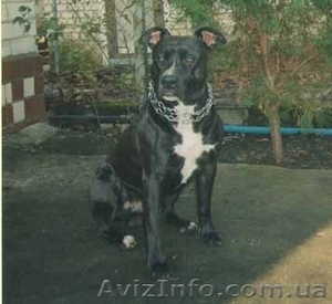 стаффордширский терьер  ищет подругу для вязки!!! #204623