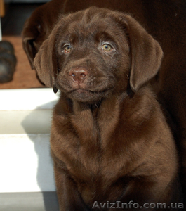 лабрадор щенки от чемпионов #189595