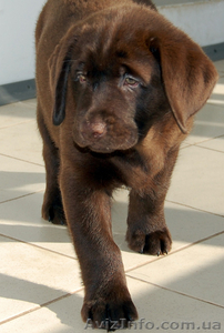 щенки лабрадора от импортного  кобеля  #184643