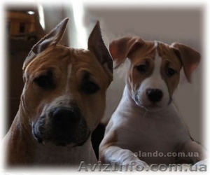 Элитные щенки амстафф терьера #194263