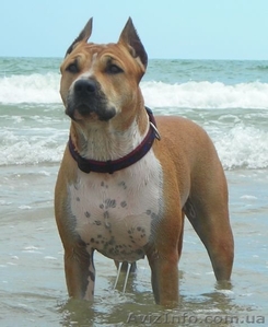 Перспективные щенки американского стаффордширтерьера #205023