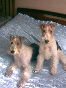 Срочно жш фокстерьер  #238581