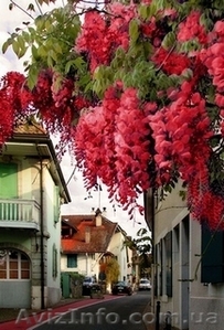 Глициния - вьющееся растение семейства бобовых #222980