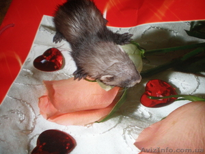 продам декоративных фреток #220681