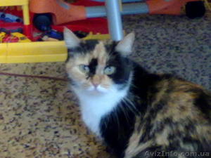 Отдам бесплатно кошку в хорошие руки #229646