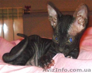 котята сфинкса донского #240668