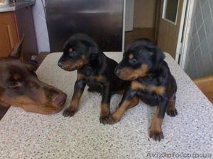 Подам щенков добермана #237428