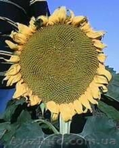 Гибрид подсолнечника MASLIKA-396 #234665