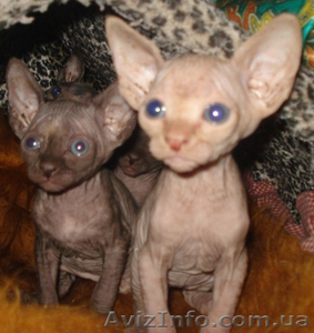 Предлагаем котят Канадского сфинкса. В городе Киев #241385