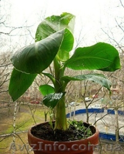 Банан плодоносный карликовый #224777