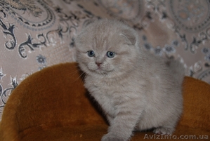 Котята британцы,  очень красивые #230583