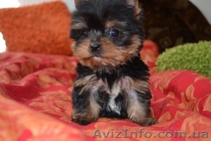 Элитные щеночки йоркширского терьера ,  #236219