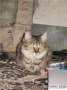 Отдам в хорошие руки домашнюю кошечку!!! #217509