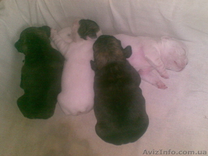 Продам: щенки французского бульдога #238534