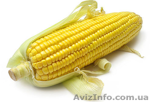 ОРИГИНАЛЬНЫЕ семена PIONEER #234668