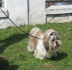 Титулованный кобель Ши-Тцу ищет невесту #219270