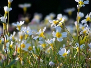 Продам участок в с. Лубянка Бородянского района #237308