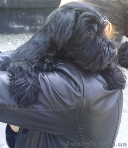 Продам цвергшнауцера! :) #245955