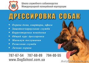 Дрессировка собак Одесса #247502