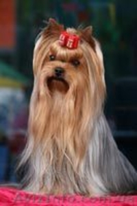 Чернигов,  Юлия,  titovchenko