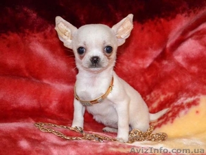 Мы - будущие чемпионы #227409