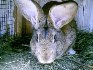 Продам мясо кроликов  #233929