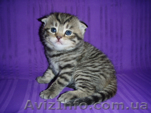 Шотландские вислоухие и прямоухие котята (черный,  тигровый,  голубой полосатый) #240774
