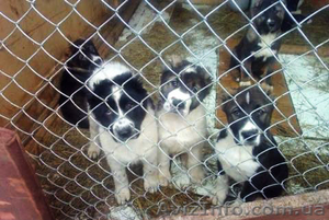 Продаются щенки Среднеазиатской овчарки #231865