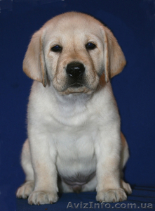 Щенки лабрадора ретривер #223786