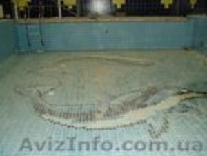 Бассейны строительство.Строительство бассейнов. #245655