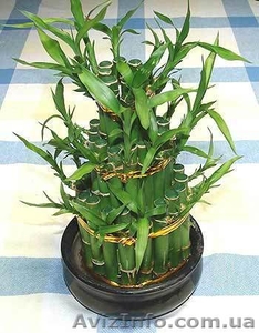 Счастливый бамбук (Драцена Сандериана) #224774