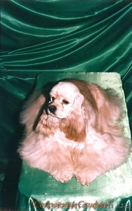 Американский кокер спаниель щенки шоу-класса #234356