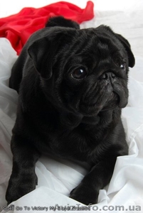 Мопс-дитя на всю жизнь! #218014