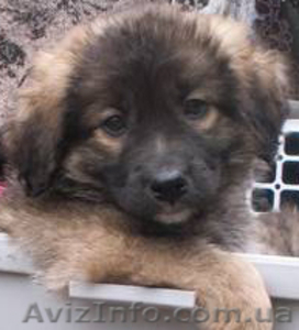 отдам щенка в хорошие руки! #225422